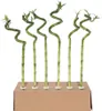 Glücksbambus - 12 Stk - Dracaena sanderiana - Höhe 40-50cm Produktbild-Vorschau 1