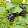 Winorośl Alwood 2L Podgląd zdjęcia produktu 2
