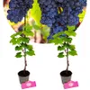 Two potted grape plants with bunches of grapes in the background. Náhľad obrázku produktu