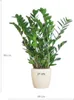 Zamioculcas Zamiifolia Glücksfeder robuste Zimmerpflanze Produktbild-Vorschau 2