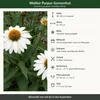 Stauden Gänge 1 x Echinacea purpurea 'PowWow White' - Produktbild-Vorschau 9