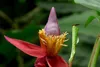 SAFLAX - Kenia-Banane - 8 Samen - Musa velutina Produktbild-Vorschau 8