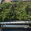 A close-up view of a passionflower plant with many buds and a few open flowers, growing over a white awning. Anteprima dell’immagine prodotto