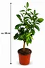 Piantina di limone Eureka, altezza circa 50 cm. Citrus Anteprima dell’immagine prodotto 5