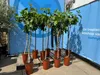 Several potted fig trees are displayed outdoors in front of a blue banner. Produktbild-Vorschau
