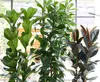 Three potted green plants are displayed indoors, with a window and blinds in the background. Podgląd zdjęcia produktu