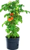 Prosperplast Potatoes 39.2x39.2x31.6 Cm Blumentopf Grau  Produktbild-Vorschau 18
