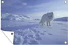 Gartenposter - 60x40 cm - Polarfuchs im Schnee  - Modernes Produktbild-Vorschau 2