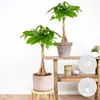 Bloomique - Zestaw 2 szt. - Pachira Aquatica - Drzewko Podgląd zdjęcia produktu 2