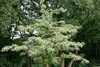 Castanea sativa, Esskastanie, 80–100 cm Produktbild-Vorschau 12