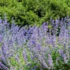 Bloomique - 3er Set - Nepeta Faassenii - Katzenminze - Produktbild-Vorschau 2