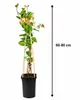 Geißblatt 'Belgica Select' 60-80 cm | Duftendes Produktbild-Vorschau 5