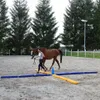 A woman is walking a horse through an obstacle course in a sandy arena. Náhľad obrázku produktu