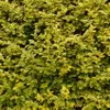 Goldliguster - Ligustrum ovalifolium Aureum 2-3 Liter Produktbild-Vorschau 1