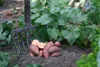 Enseleits 2er Set Süßkartoffel Pflanze Ipomea batata, Produktbild-Vorschau 3