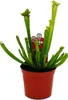 Trio roslin rurkowych - 3 rózne rosliny Sarracenia w Podgląd zdjęcia produktu 6