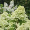 2 x  hortenzie  - Hydrangea paniculata 'Little Lime'  | Náhled obrázku produktu 1