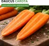 Möhren lange rote Stumpfe ohne Herz 2 Samen - Daucus carota Produktbild-Vorschau 2