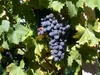 Weinrebe Attika 80-100 cm, im Topf - Vitis vinifera Produktbild-Vorschau 1