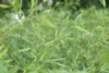 Fargesia murieliae 'Jumbo', Bambus, immergrün, 100–125 cm Produktbild-Vorschau 5