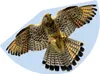 Paul Günther 1230 - Kinderdrachen mit Falken Motiv, Voir les images du produit 1