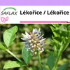 SAFLAX - Lékořice / Lékořice - Glycyrrhiza glabra - 30 Náhled obrázku produktu 10