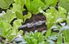 GARDENA T-Stück für Sprühdüse 13mm (1/2) 5 Stück Produktbild-Vorschau 5