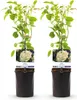 GreenboutiQ - Kletterrose - Rosa White Climber - Blüte Weiß Produktbild-Vorschau 1