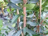 Erdbeerbaum | 170 - 190 cm | Arbutus unedo | veredelt |  | Produktbild-Vorschau 2