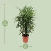 Rhapis excelsa 120 cm, średnica 27 cm – palma Lady Palm, Podgląd zdjęcia produktu 2