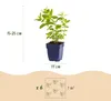 Green boutiQ - Stauden - Nepeta sib. Wild Orchid - Produktbild-Vorschau 3