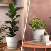 A split image showing two different potted plants. The left side features a tall fiddle-leaf fig plant in a white pot on a wooden surface. The right side shows a jade plant and a small cactus in white pots on a stack of books, placed on an orange table. Produktbild-Vorschau