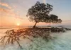 Heye Puzzle Red Mangrove, 1000 Stück(e), Landschaft Produktbild-Vorschau 2