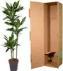 Dracaena Janet Lind Ø24 cm ↕160 cm Pianta da appartamento Anteprima dell’immagine prodotto 3