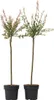 Schweizer Zwergweide - 2 Stk - Salix integra 'Flamingo' - Produktbild-Vorschau 1