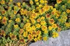 Sedum kamtschaticum, Fetthenne, gelb, ca. 9x9 cm Topf Produktbild-Vorschau 5