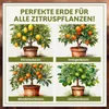 Green Home Zitruserde 72 L – für Zitruspflanzen & Produktbild-Vorschau 4