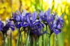 Iris reticulata 'Harmony', Zwerg-Iris, blau, ca. 9x9 cm Produktbild-Vorschau 10
