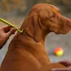 Zeckenentferner Set für Hunde & Katzen 3 Größen sicher & Produktbild-Vorschau 5