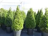 2 Stück Ilex crenata Caroline Upright Pyramide 130 - 150 cm Produktbild-Vorschau 1
