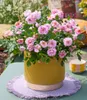 BALDUR Garten 1x Rose 'Amirose®', Pflanze im 14 cm-Topf, Produktbild-Vorschau 4