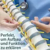 zwei Hände halten und zeigen Wirbelsäulenmodell Produktbild-Vorschau