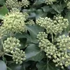 Bluszcz irlandzki hibernica 2L Podgląd zdjęcia produktu 1