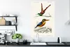 MuchoWow® Poster Vogel - Vintage - Zweig 80x120 cm - Produktbild-Vorschau 3