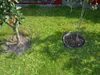 Two young trees are planted in a garden, one in the ground and the other in a metal pot. Produktbild-Vorschau
