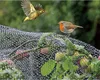 Two birds are near a net covering fruit on a plant. Produktbild-Vorschau