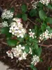 Aronia prunifolia 'Nero', aronie, bobulovitý keř, květináč Náhled obrázku produktu 6