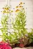 Helenium x cult. 'Wyndley', Sonnenbraut, gelb-orange, ca. Produktbild-Vorschau 1