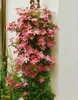 Clematis Hybrid 'Comtesse de Bouchaud', rosa Blüten, 40–60 Produktbild-Vorschau 9