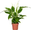 Bloomique - Spathiphyllum Torelli - Friedenslilie - Produktbild-Vorschau 1
